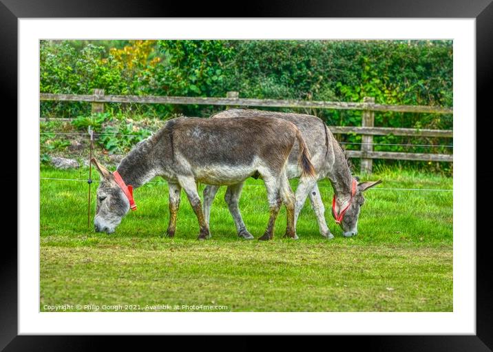 Donkeys Dinner Time Framed Mounted Print by Philip Gough