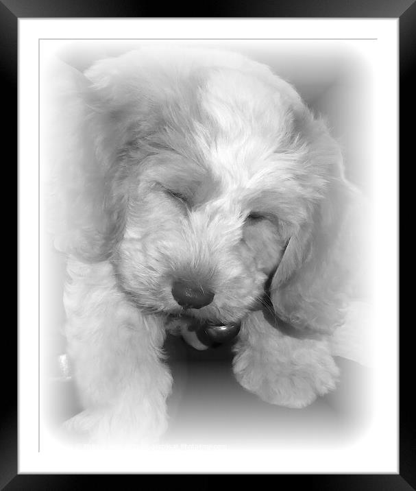 A close picture of a puppy asleep Framed Mounted Print by Philip Gough