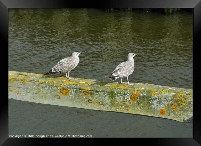 Two birds on a wooden bar in the Harbour. Framed Print by Philip Gough
