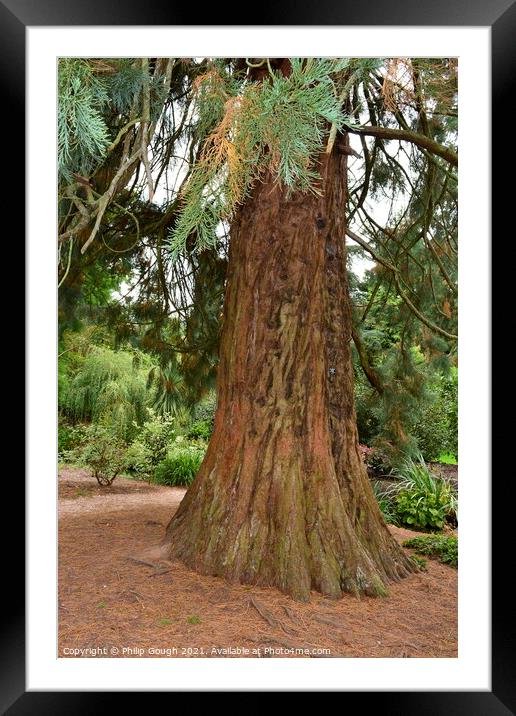 Very Large Tree Framed Mounted Print by Philip Gough