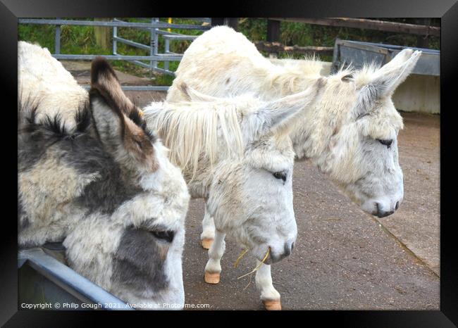 DONKEY TRIO Framed Print by Philip Gough