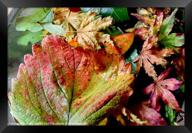 Colour In Autumn Framed Print by Philip Gough