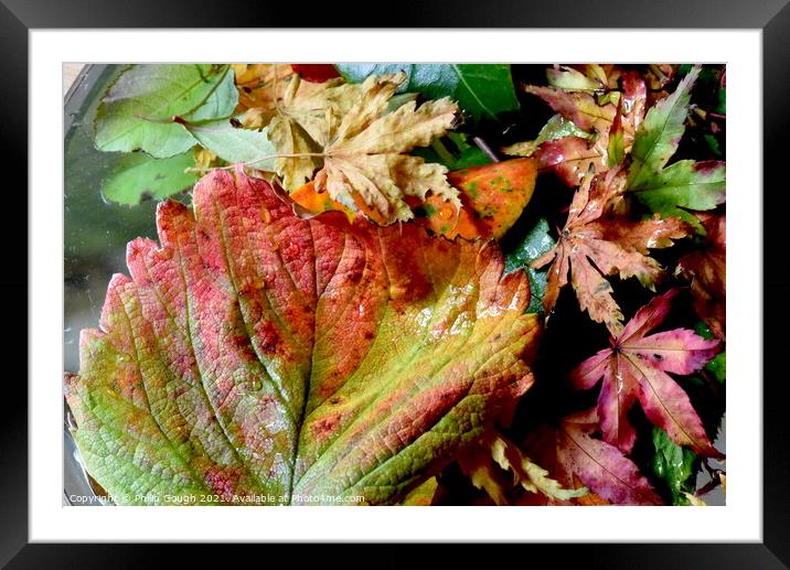 Colour In Autumn Framed Mounted Print by Philip Gough