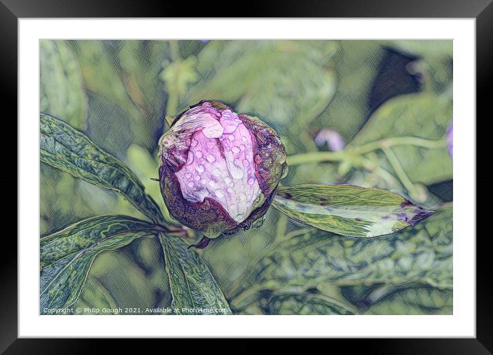 PEANY FLOWER Framed Mounted Print by Philip Gough