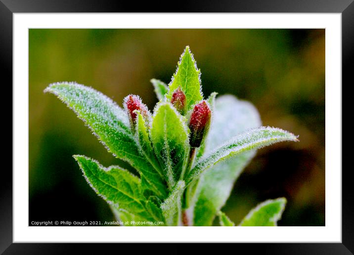 Plant leaves Framed Mounted Print by Philip Gough
