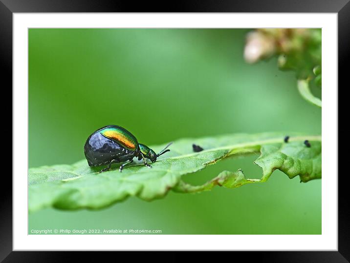 Insect on leaf Framed Mounted Print by Philip Gough