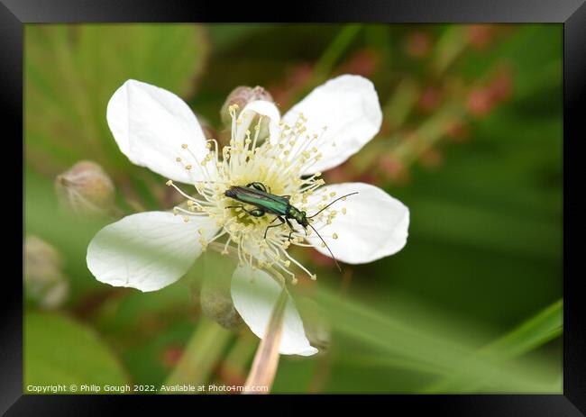 Thick legged flower beetle Framed Print by Philip Gough