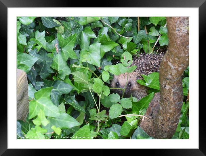 Hedgehog In The Garden Framed Mounted Print by Philip Gough