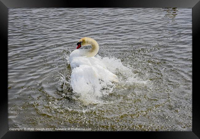 Swan flapping its wings on a lake Framed Print by Philip Gough