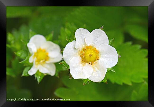 Strawberry flower in bloom Framed Print by Philip Gough