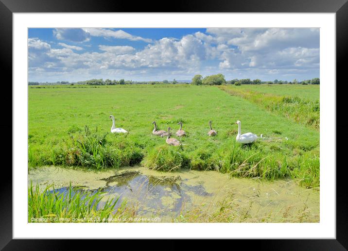 Swans on The Somerset Levels Framed Mounted Print by Philip Gough