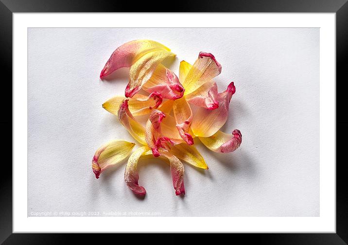 TULIP PETALS Framed Mounted Print by Philip Gough