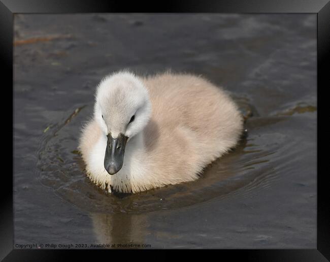 Baby Cygnet On Water Framed Print by Philip Gough