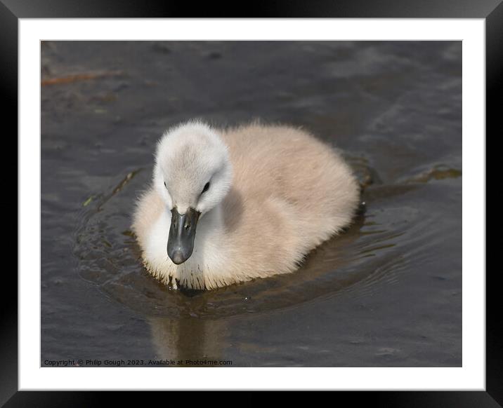 Baby Cygnet On Water Framed Mounted Print by Philip Gough