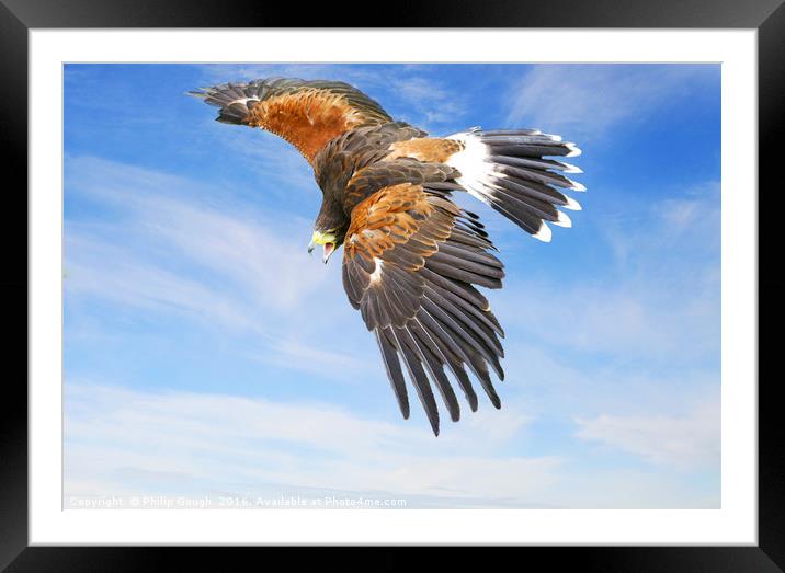 Harris Hawk in Flight Framed Mounted Print by Philip Gough
