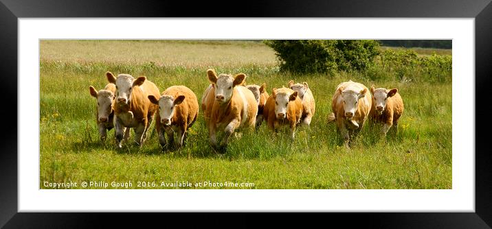 Bulls Charging Framed Mounted Print by Philip Gough