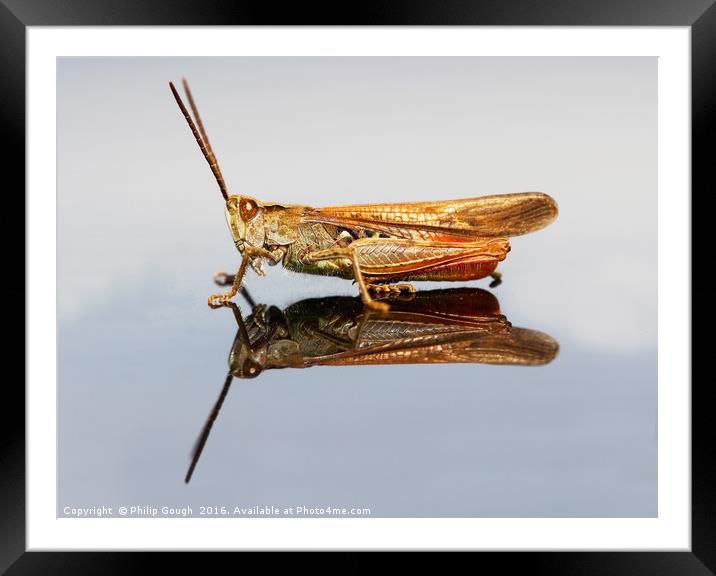 Grasshopper (Suborder Caelifera) Framed Mounted Print by Philip Gough