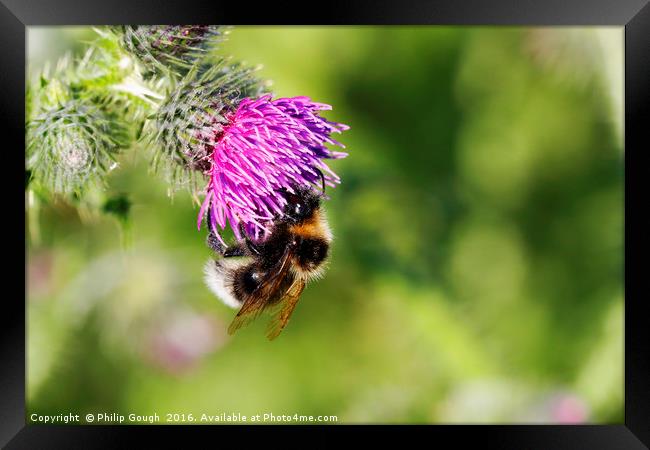 Bee Attraction Framed Print by Philip Gough