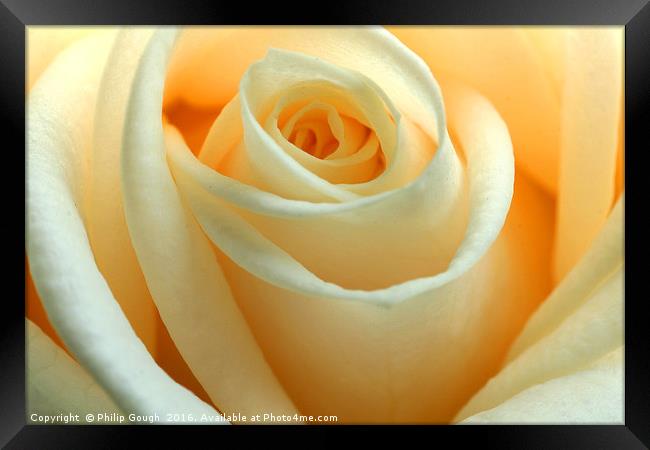 Yellow Rose Framed Print by Philip Gough