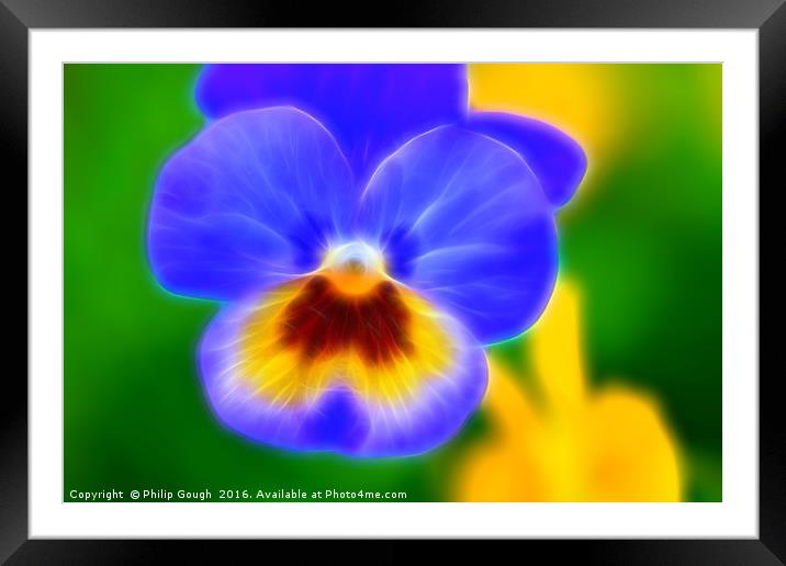 Pansy Bloom Framed Mounted Print by Philip Gough
