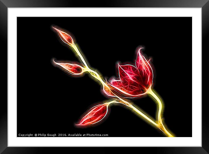 Electric Buds in Bloom Framed Mounted Print by Philip Gough
