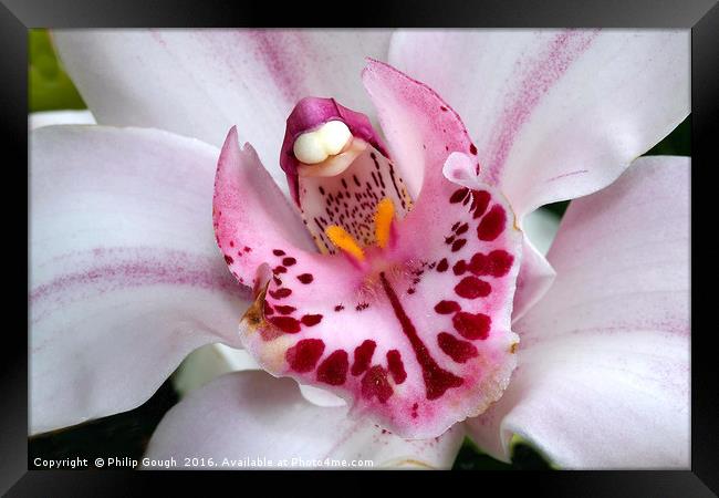 Macro Orchid Framed Print by Philip Gough