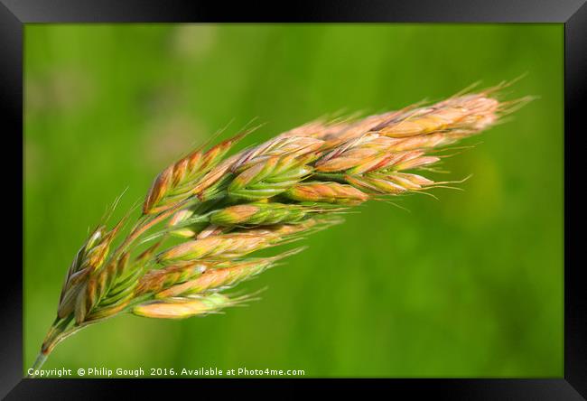 Barley in the field Framed Print by Philip Gough