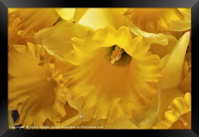 Daffodils Framed Print by Philip Gough