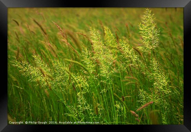 Grasses on the Somerset Levels Framed Print by Philip Gough