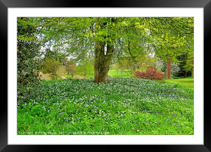 Flowers in the wood Framed Mounted Print by Philip Gough