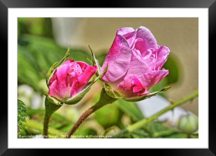 Ready To Bloom Framed Mounted Print by Philip Gough