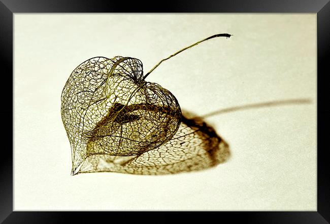 Old Chinese Lanterns  (Physalis Alkekengi) Framed Print by Philip Gough