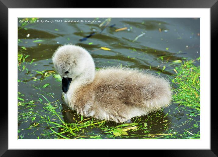 A Cygnet looking inquisitive into the water Framed Mounted Print by Philip Gough