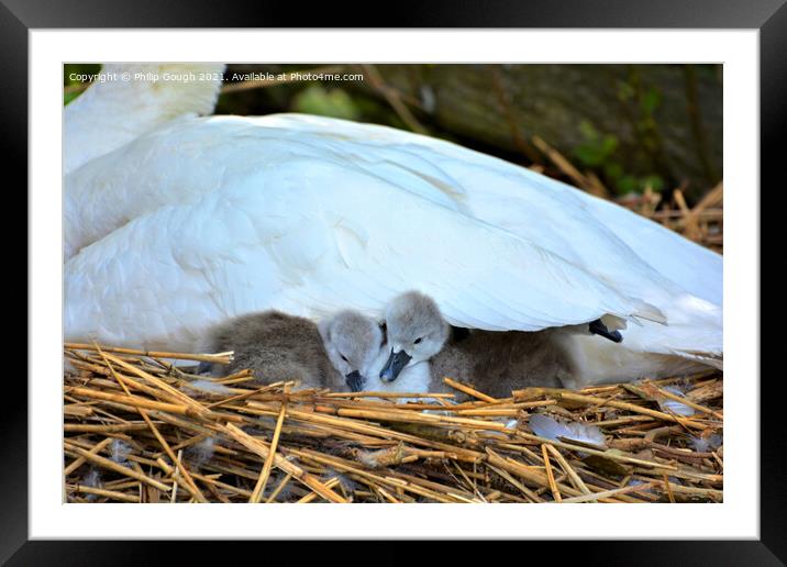 Cygnets under wing Framed Mounted Print by Philip Gough