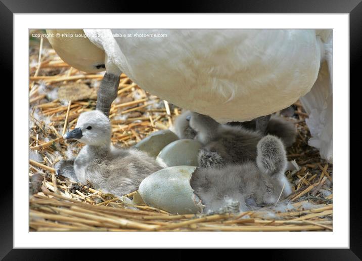 New Born Cygnets Framed Mounted Print by Philip Gough