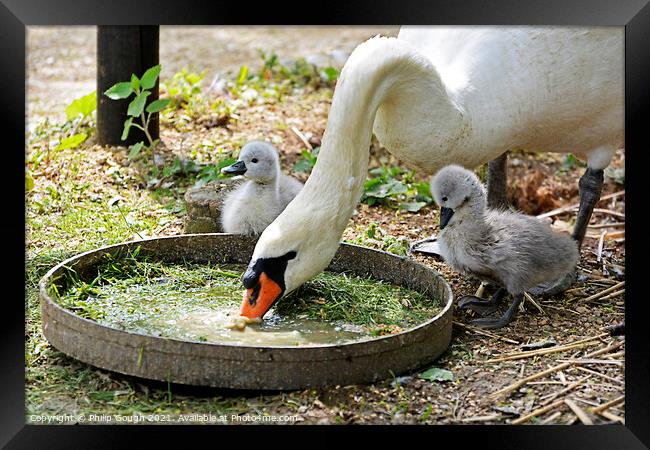 Two small Cygnets watch mum eating from a tray. Framed Print by Philip Gough