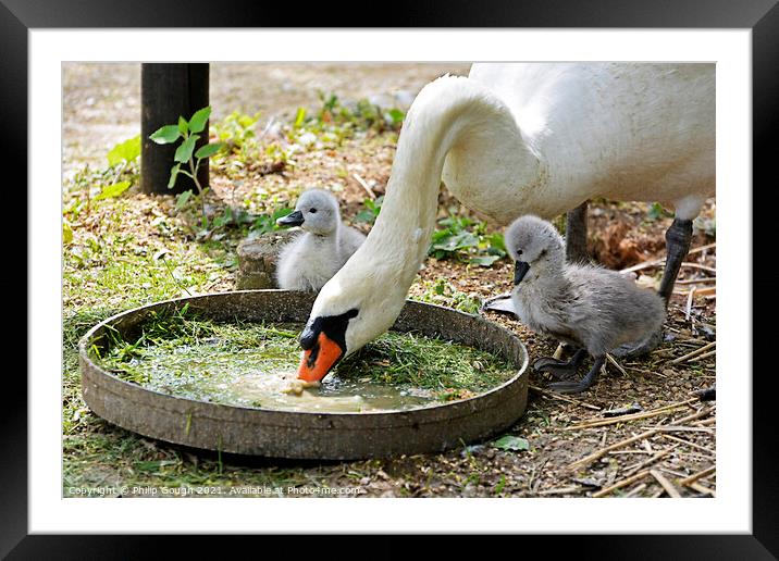 Two small Cygnets watch mum eating from a tray. Framed Mounted Print by Philip Gough