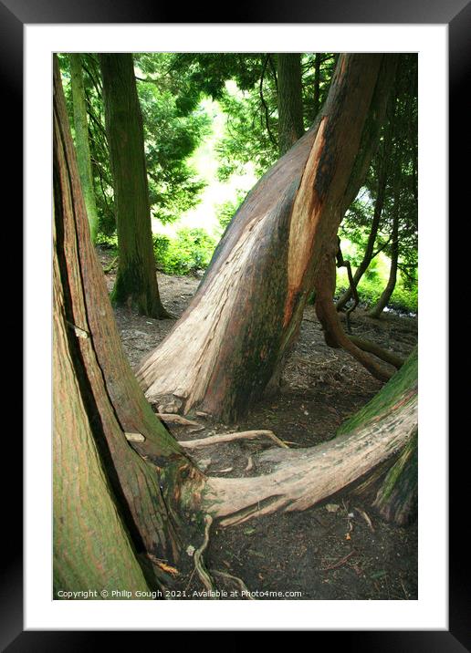 Forest shapes Framed Mounted Print by Philip Gough