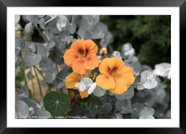 MONO COLOUR FLOWER Framed Mounted Print by Philip Gough