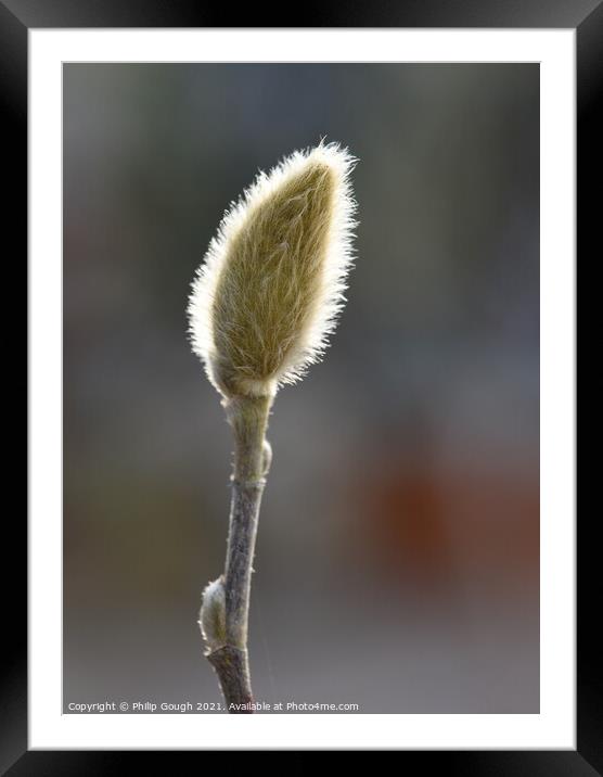 Spring first buds Framed Mounted Print by Philip Gough