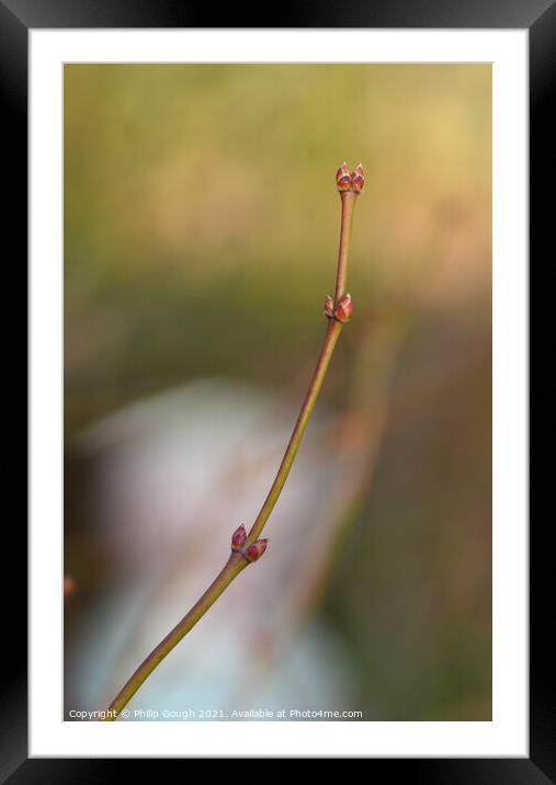 Japanese Maple Buds Framed Mounted Print by Philip Gough