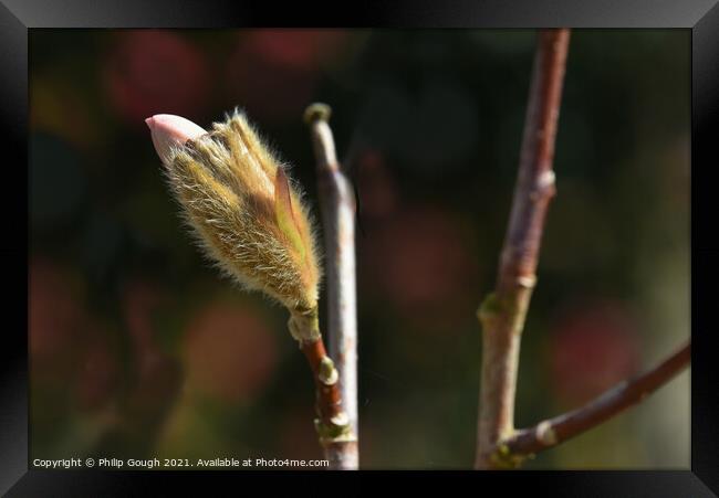 Magnolia Stellata coming out of bud (stage 2). Framed Print by Philip Gough