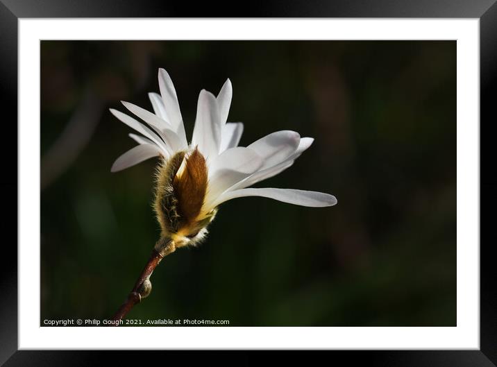 Magnolia Stellata (stage 4) with petals developing Framed Mounted Print by Philip Gough
