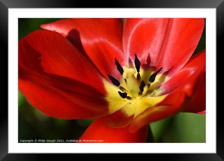 Garden Tulip (Tulipa gesneriana) Didiers Tulip Framed Mounted Print by Philip Gough
