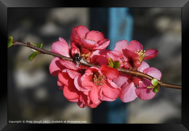 Japanese quince (Chaenomeles Japonica) Framed Print by Philip Gough