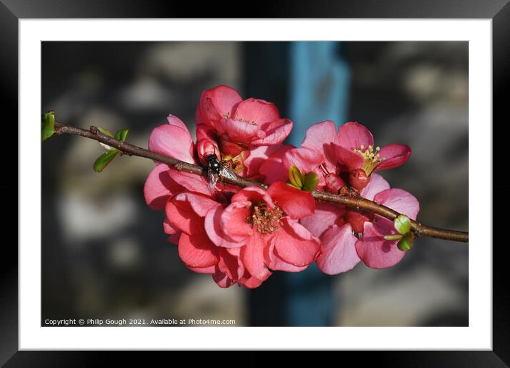 Japanese quince (Chaenomeles Japonica) Framed Mounted Print by Philip Gough