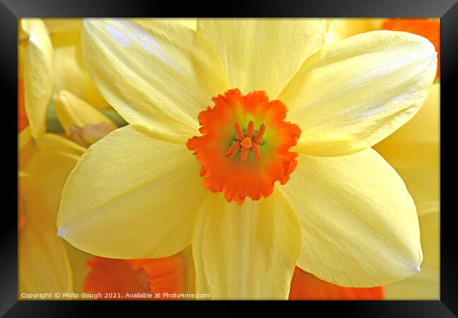 Daffodil Bloom Framed Print by Philip Gough