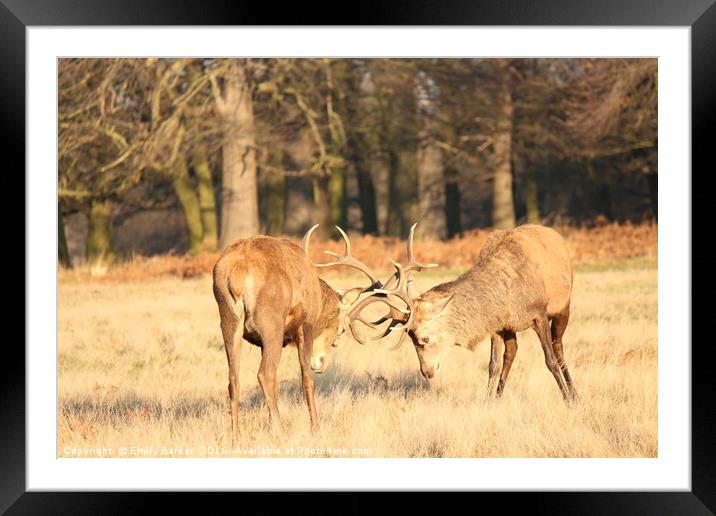 Richmond Park Deer  Framed Mounted Print by Emily Barker