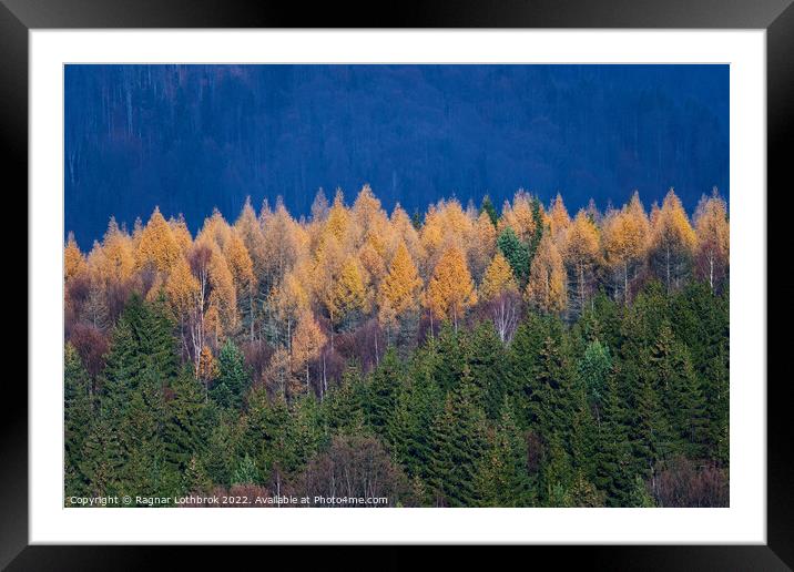 Coniferous forests in the mountains Framed Mounted Print by Ragnar Lothbrok