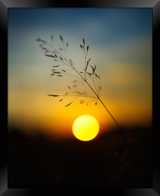 Selective focus sunset Framed Print by Ragnar Lothbrok